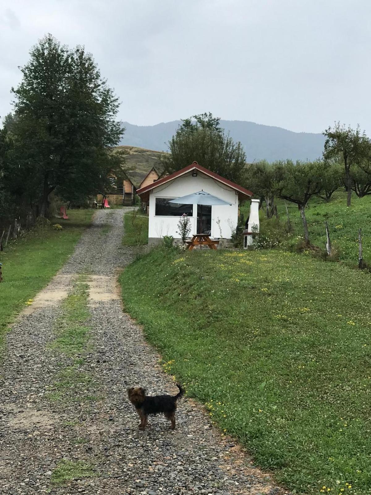 Cabanele Lu' Dinu Curtea de Argeş 外观 照片